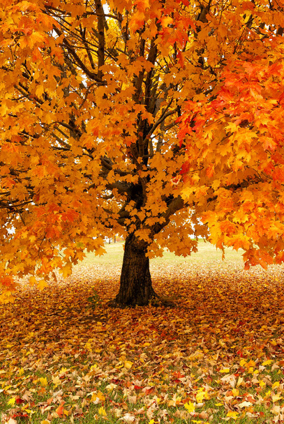 arany maple tree ősszel - Fotó, kép
