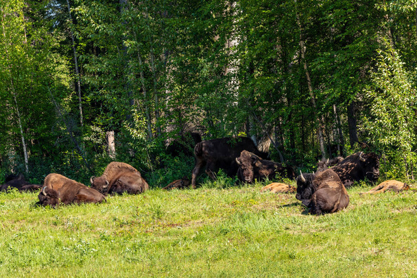 der amerikanische bison auf dem alaska highway in kanada - Foto, Bild