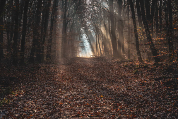 Трасса в темных осенних лесах с блестящими солнечными лучами раннего утра
 - Фото, изображение