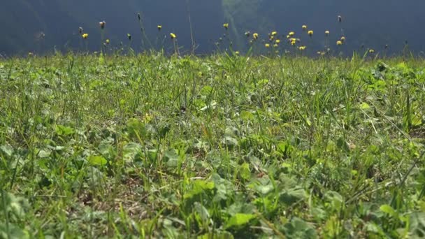 Meadow is an open habitat or field, vegetated by grass plants. Wildflower grasses. Green grassland prairie moorland lowland steppewold pasture plain plateau tableland. Dense vegetation surface macro close up flora ground field plantation cultivable. - Footage, Video