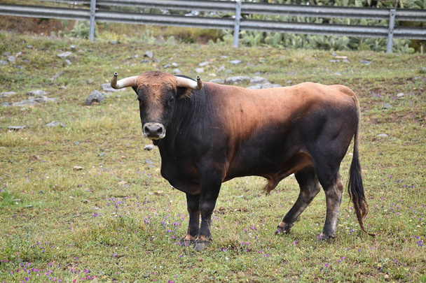 poderoso toro con cuernos grandes en España
 - Foto, imagen
