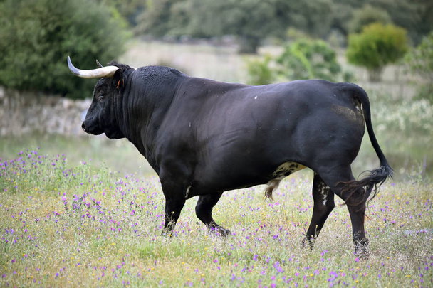 poderoso toro con cuernos grandes en España
 - Foto, imagen