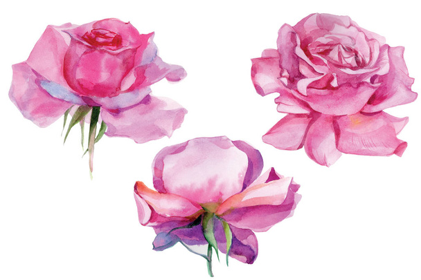 Rózsaszín rózsa készlet Akvarell illusztráció Izolált - Fotó, kép