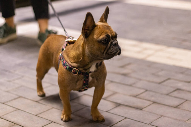 Cute brown french bulldog watching - Foto, afbeelding
