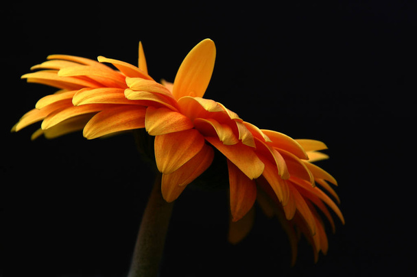 yellow gerbera against black background,side view - Photo, image