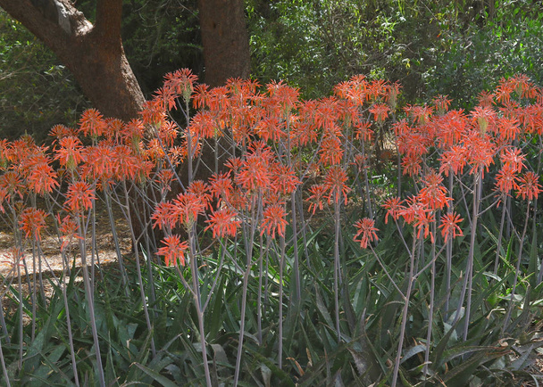 オレンジアロエの花の森 - 写真・画像