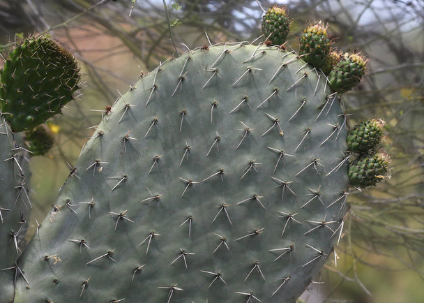 Κλείσιμο ενός μαξιλαριού του Prickly Pear Cactus - Φωτογραφία, εικόνα