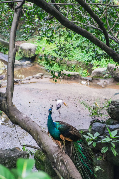 Peacock sitting on the branch of tropical tree - 写真・画像