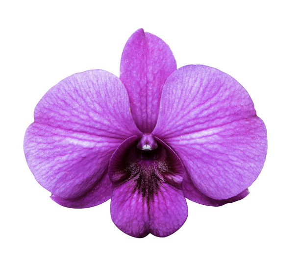 orchidea viola isolata su sfondo bianco
. - Foto, immagini