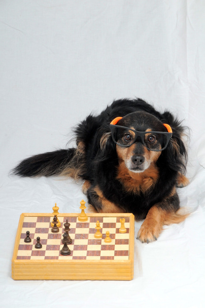 Chien intelligent jouant aux échecs
 - Photo, image