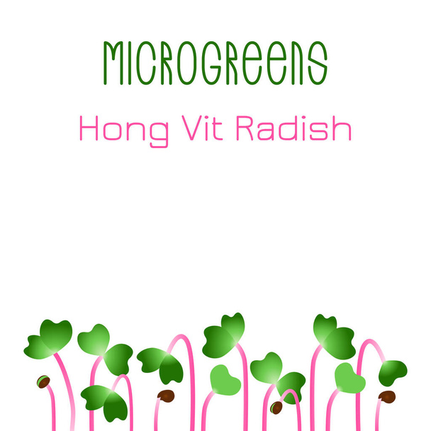 Microgreens Hong Vit Radish. Diseño de empaque de semillas. Las semillas que brotan de la planta
 - Vector, imagen