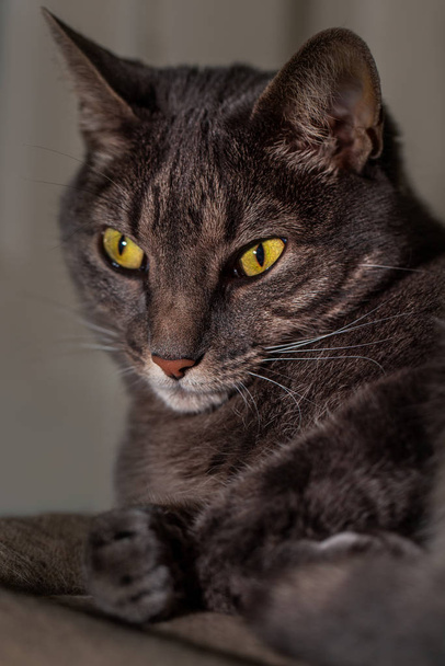 Retrato de cerca de Grey Pet Tabby Cat
 - Foto, Imagen