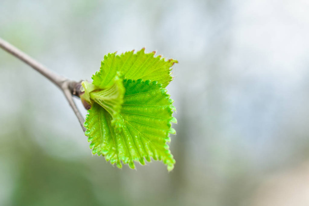 junge grüne Blätter auf einem Zweig im zeitigen Frühling Nahaufnahme auf verschwommenem Hintergrund. - Foto, Bild