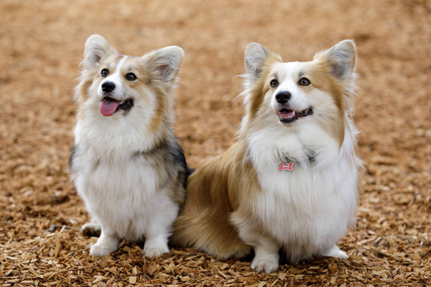 Dwa wyszkolone szczenięta walijskie Corgi. Park dla psów ze smyczy w północnej Kalifornii. - Zdjęcie, obraz