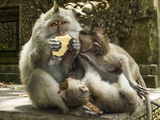 Aile, uzun kuyruklu makak - Fotoğraf, Görsel
