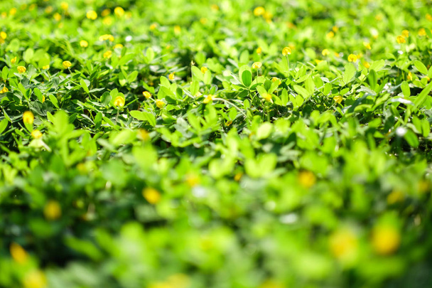 szelektív fókusz zöld mező és sárga virág. - Fotó, kép