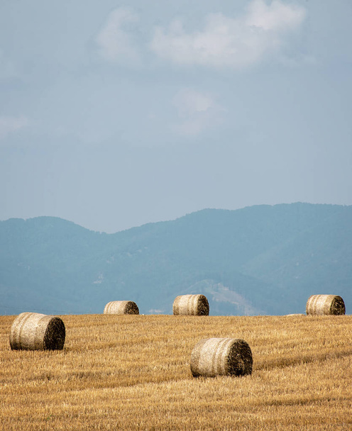 Straw bales, haystack on a field after summer harvest - Photo, Image