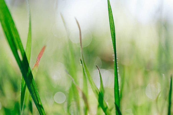 Spring background with green grass and bokeh - Фото, изображение
