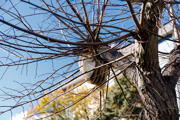 Abeille sauvage nid d'abeille sur un arbre au printemps
 - Photo, image