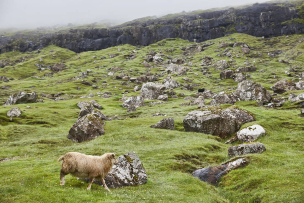 Owce na Wyspach Owczych klifów. Zielony Scenic krajobraz mglisty dzień - Zdjęcie, obraz