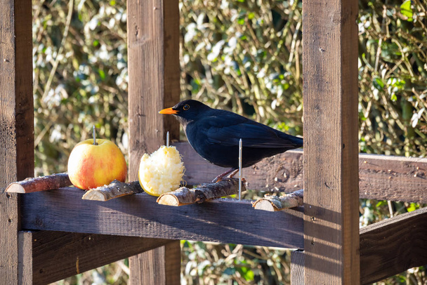 Aves-pretas comuns no alimentador de aves
 - Foto, Imagem
