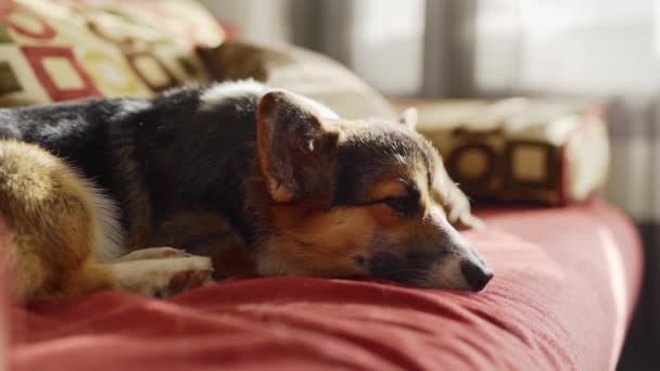 smutny patrząc słodkie trójkolorowy pies walijski rasy Corgi leżące na czerwonej kanapie w domu - Materiał filmowy, wideo