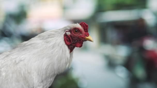 Mostre video portatili di gallina nella strada vietnamita. Girato con telecamera ad elio rosso in 8K
 - Filmati, video
