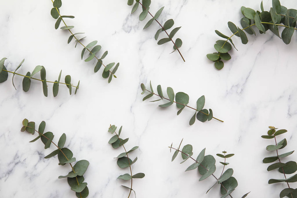 Branches of eucalyptus leaves on a marble background. Lay flat - Photo, image