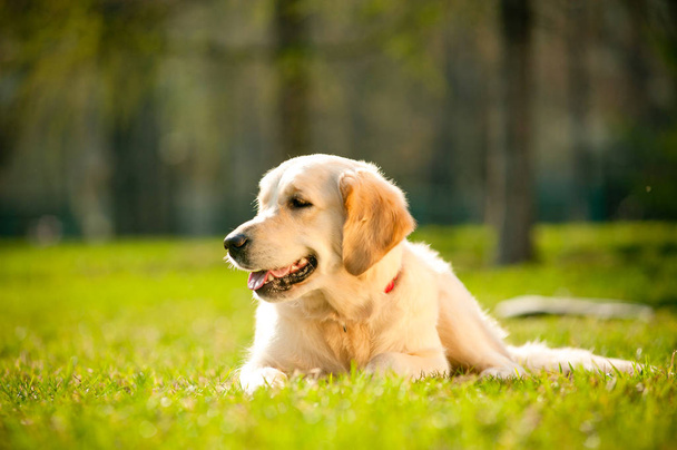 Young golden retriever dog - Photo, Image