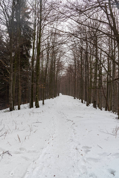 zimowy las liściasty z pokrytym śniegiem szlakiem turystycznym - Zdjęcie, obraz