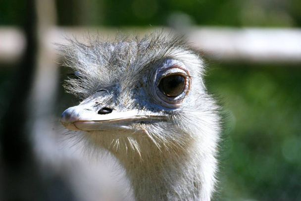 ostrich animal bird, wildlife  - Photo, image