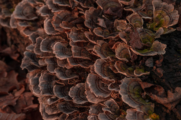 tree mushrooms on a tree trunk - Foto, imagen