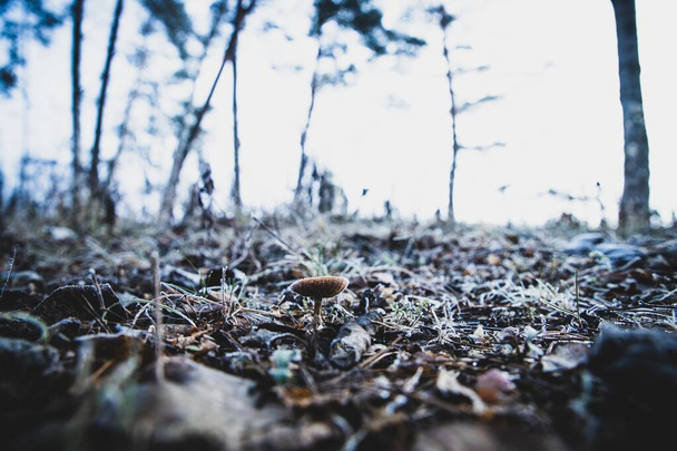A selective focus shot of a small fungus growing in the soil with a blurred background - Foto, Bild