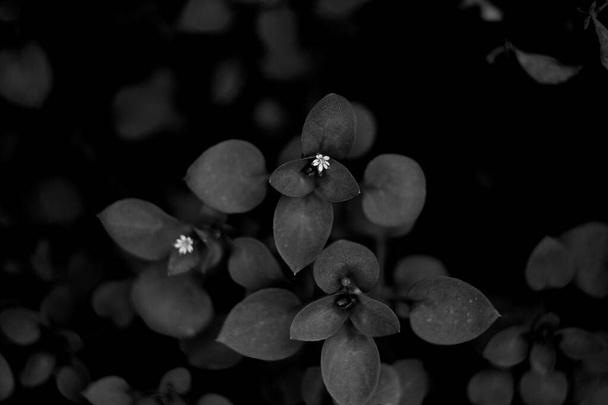 A selective focus shot of a plant with small white flowers on a blurry background - Foto, imagen