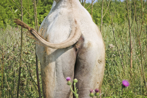 Jeune chameau par derrière. La queue, le cul et les cuisses épaisses d'un chameau. Un chameau enlève la queue des mouches
. - Photo, image