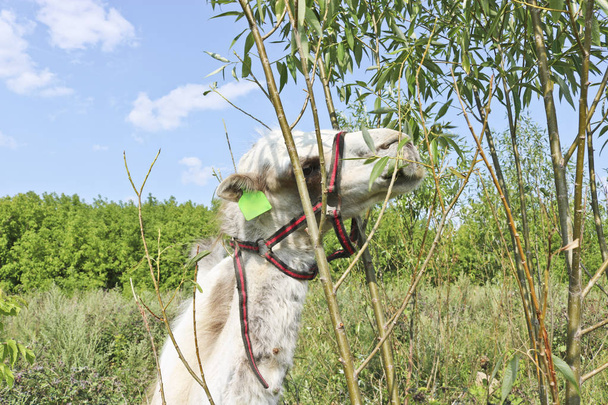 Μια νεαρή καμήλα που τρώει φύλλα από κλαδιά δέντρων και σκίζεται στο πλαίσιο. Η έννοια της εκμετάλλευσης και της σκληρότητας των ζώων. - Φωτογραφία, εικόνα