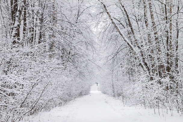 Karlı yol kenarı ağaçları - Fotoğraf, Görsel