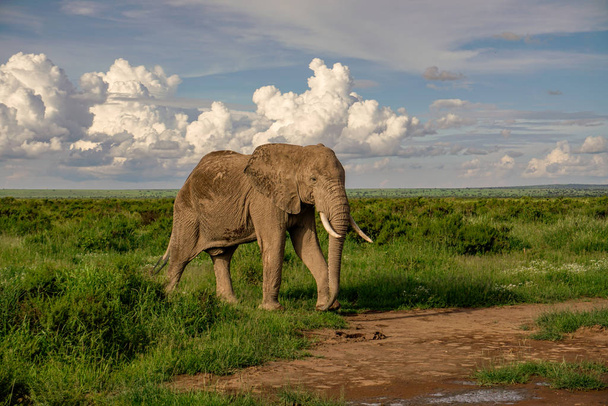 Elephants in the Amboseli National Park in Kenya - Photo, Image