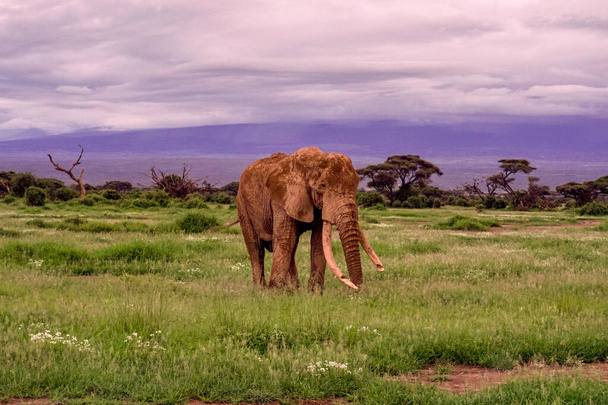 Слоны в Национальном парке Амбосели в Кении
 - Фото, изображение