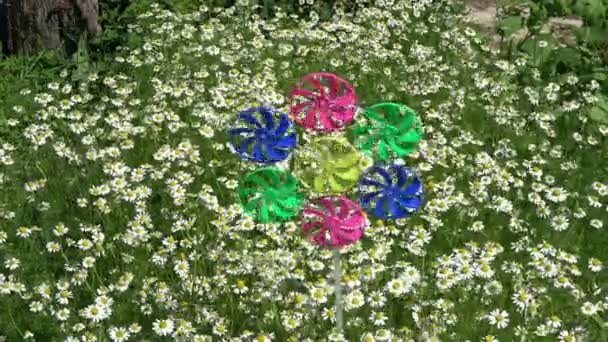 Heilkräuter-Kamillenplantage im Garten und Kunststoff-Windmühlen-Spielzeug - Filmmaterial, Video