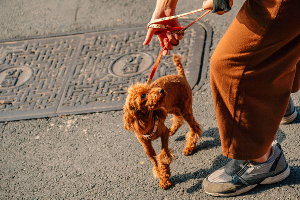 poodle on a leash in korea - Fotografie, Obrázek