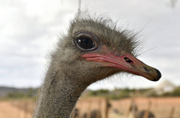 Vista superior de la cabeza de ave avestruz común primer plano con fondo claro. Nombre científico: Struthio Camelus, Sudáfrica
 - Foto, imagen