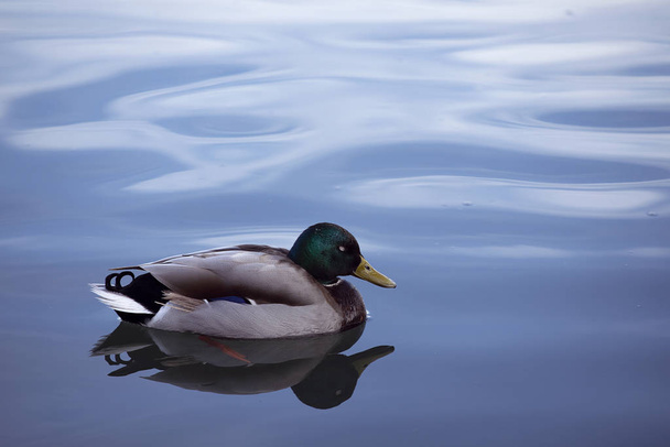 Sakin suda yüzen ördek. Gölde yansıyan Mallard Duck 'ın güzel silueti karanlık suya yansıyor. Gözü kapalı bir erkek profili. Hayvanlar ve Vahşi Yaşam.  - Fotoğraf, Görsel