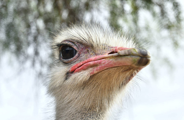 Vista superior de la cabeza de ave avestruz común primer plano con fondo claro. Nombre científico: Struthio Camelus, Sudáfrica
 - Foto, Imagen
