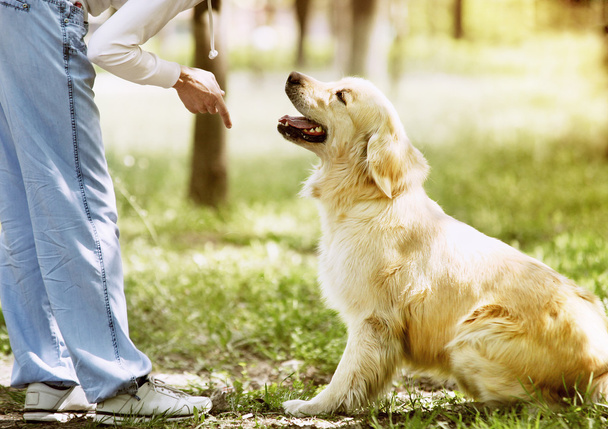 Woman with golden retriever in summer park - Photo, Image