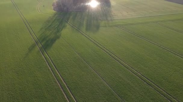 Lente tarweveld en kleine bosjes met vijver, uitzicht vanuit de lucht - Video