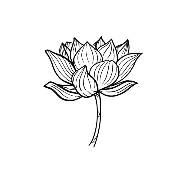 Lotus. A beautiful opened lotus flower on a stem. Black and white illustration drawn on a white background. - Photo, Image