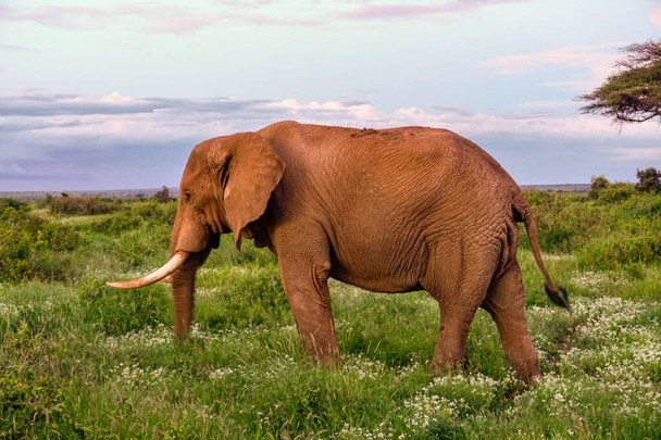 Les éléphants dans le parc national d'Amboseli au Kenya
 - Photo, image