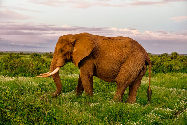 Elefántok az Amboseli Nemzeti Parkban Kenyában - Fotó, kép