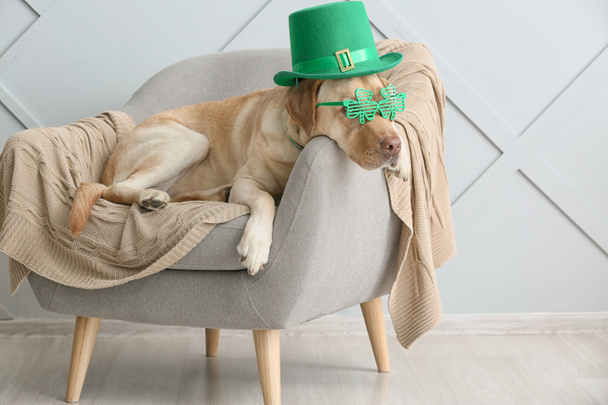 Cute dog with green hat on armchair. St. Patrick's Day celebration - 写真・画像
